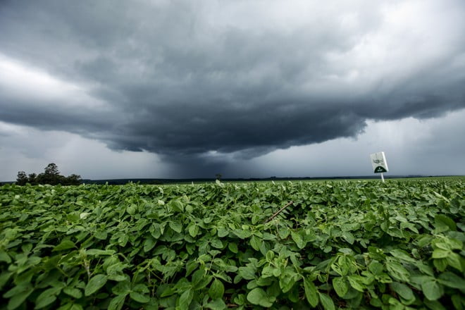 AGRICULTURA: Chuvas beneficiam culturas de verão, segundo Boletim de Monitoramento Agrícola da Conab