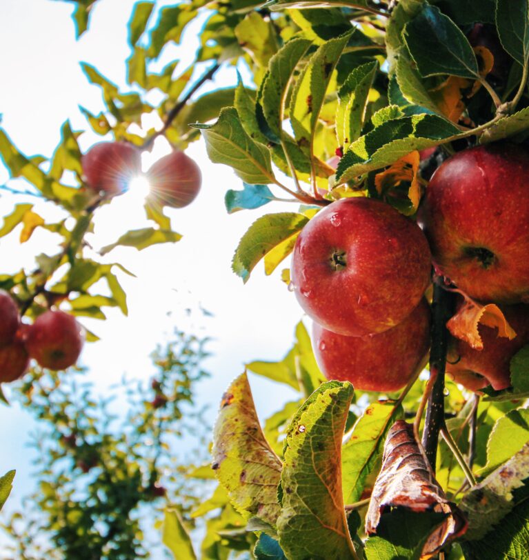 SC é o maior produtor de maçã do Brasil