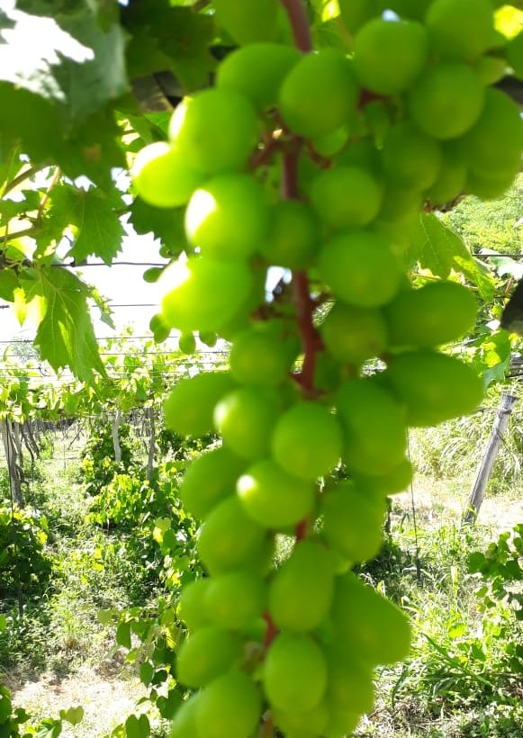 Controle de pragas da uva com óleo de neem