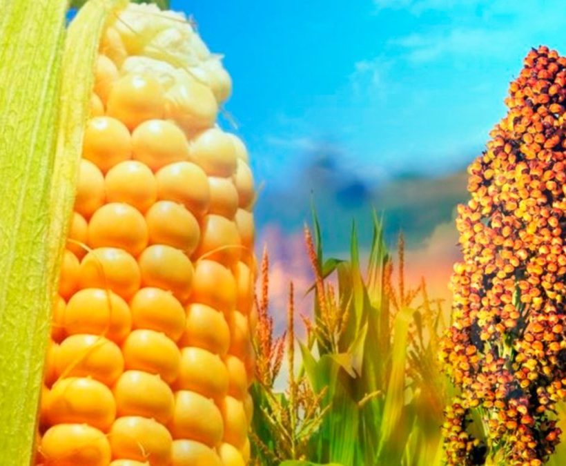 Brasil vai incentivar mais produção de milho e sorgo