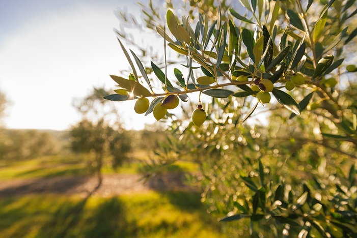 RS pode ser referência mundial em azeite de oliva