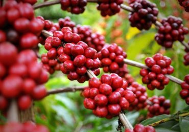 Produção de café representa 46% da safra mundial