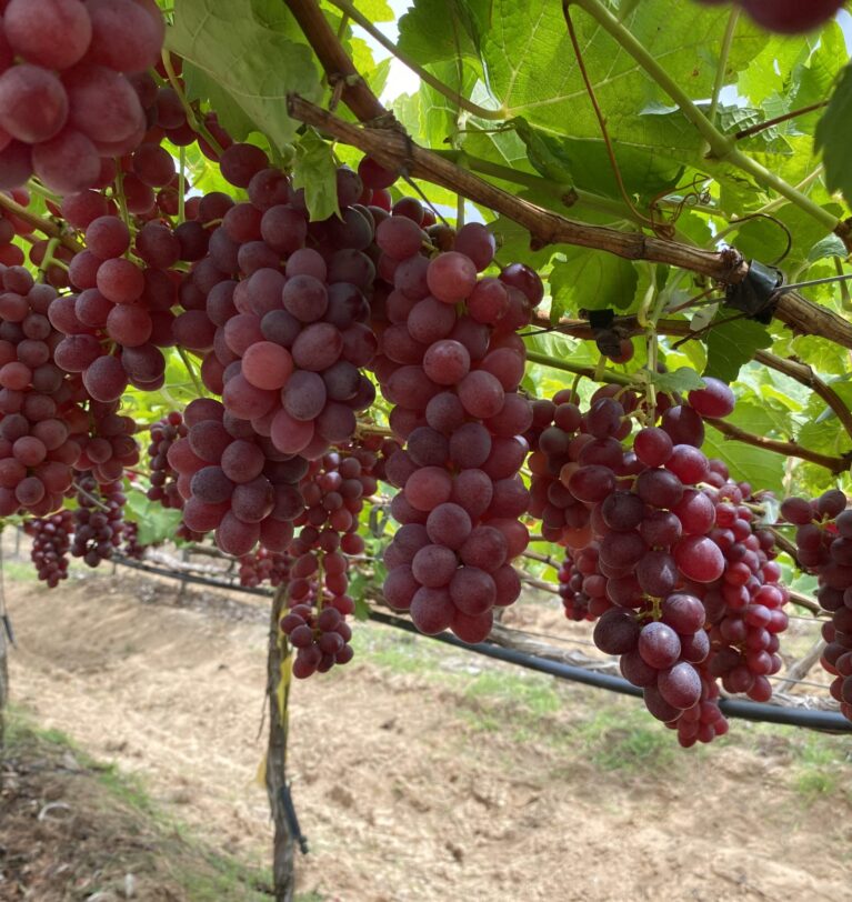 Pesquisa adapta cultivar de uva rosada para o Semiárido